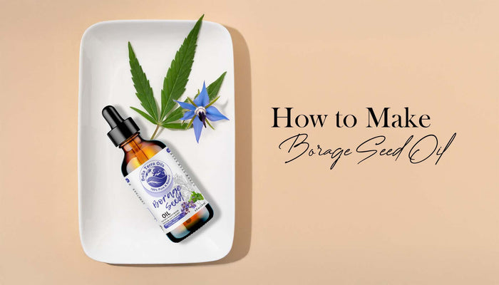 how-to-make-borage-oil